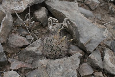 Sclerocactus warnockii, photographed by Reid Hardin