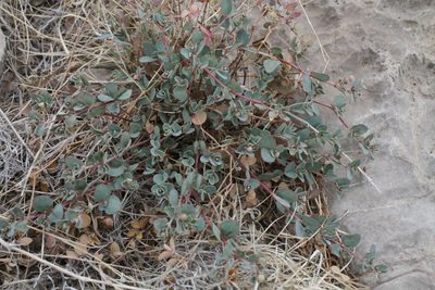 Euphorbia cinerascens, photographed by Reid Hardin