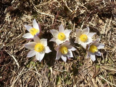 Pulsatilla vernalis, photographed by Karsten Rohweder