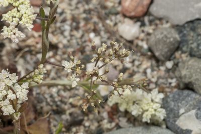 Pimpinella cretica, photographed by Eleftherios Katsillis
