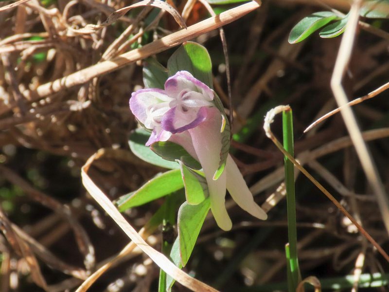Corydalis pumila, photographed by Emanuele Santarelli