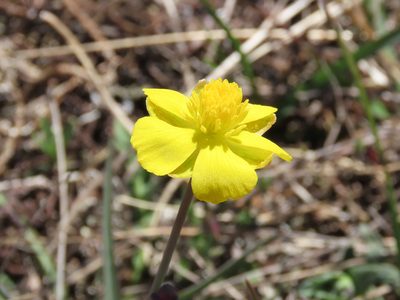 Ranunculus gramineus, photographed by Emanuele Santarelli