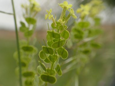 Biscutella auriculata, photographed by Sara Navarro