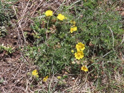 Potentilla rigoana, photographed by Emanuele Santarelli