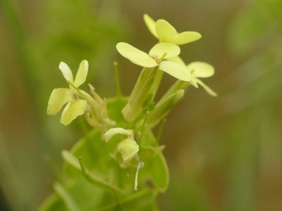 Biscutella auriculata, photographed by Sara Navarro