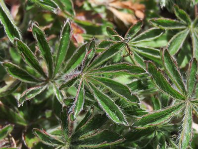 Potentilla rigoana, photographed by Emanuele Santarelli