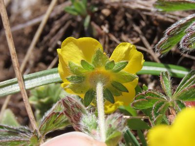 Potentilla rigoana, photographed by Emanuele Santarelli