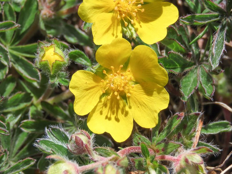 Potentilla rigoana, photographed by Emanuele Santarelli