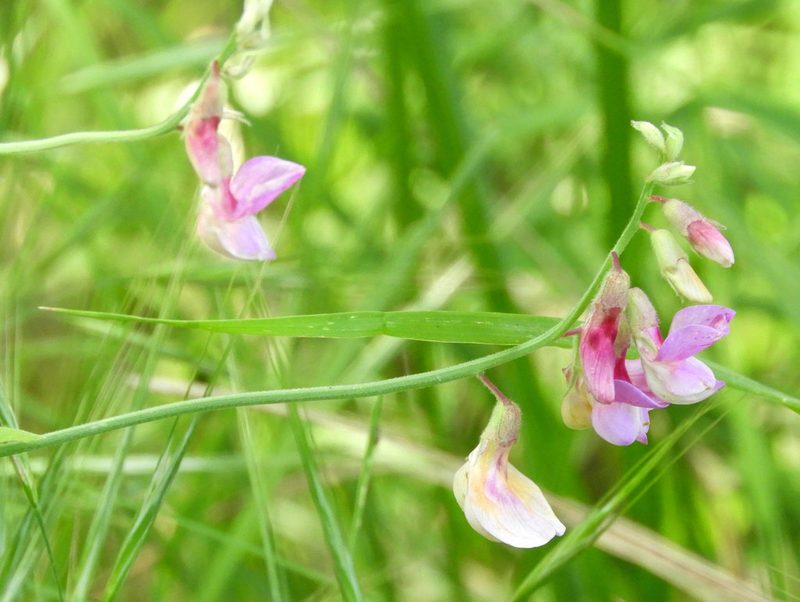Lathyrus jepsonii, photographed by Mary K. Hanson