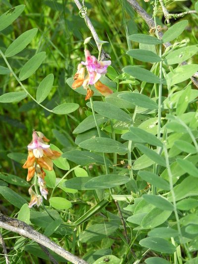 Lathyrus jepsonii, photographed by Mary K. Hanson
