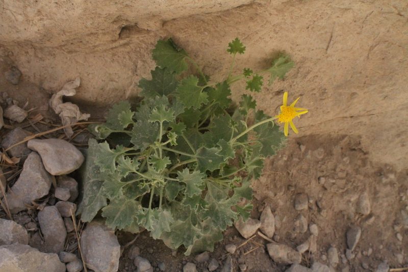 Perityle parryi, photographed by Reid Hardin