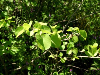 Cercis occidentalis