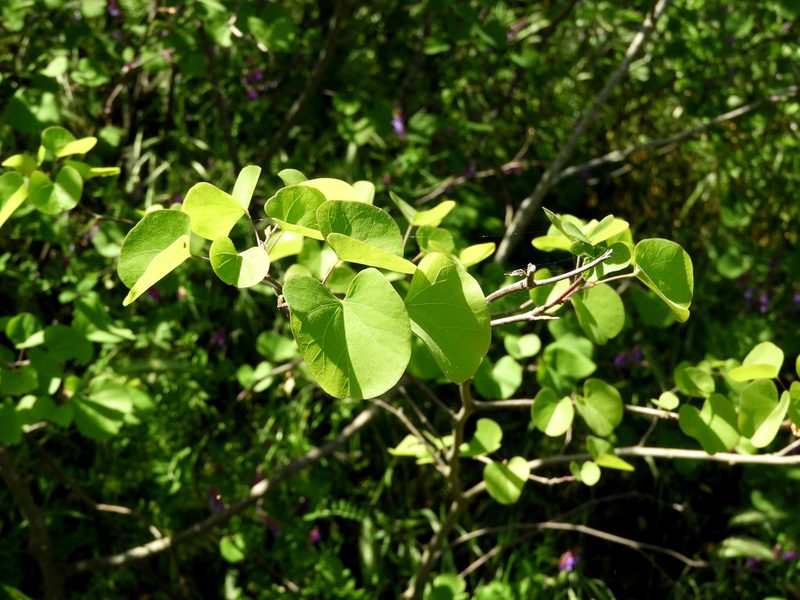 Cercis occidentalis, photographed by Mary K. Hanson