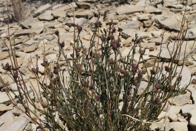 Thamnosma texana, photographed by Reid Hardin
