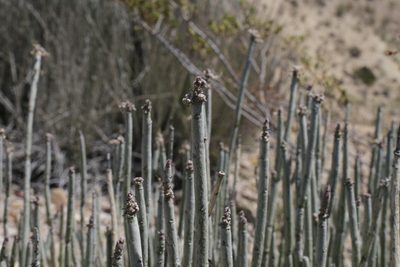Euphorbia antisyphilitica, photographed by Reid Hardin