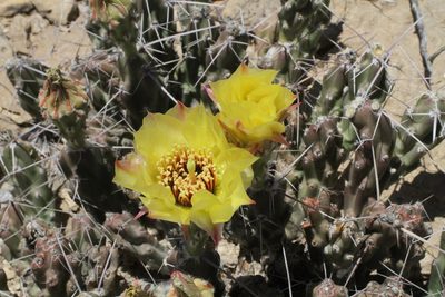 Grusonia aggeria, photographed by Reid Hardin