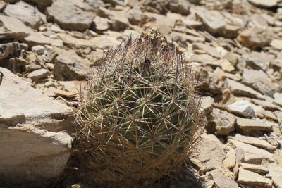 Sclerocactus warnockii, photographed by Reid Hardin