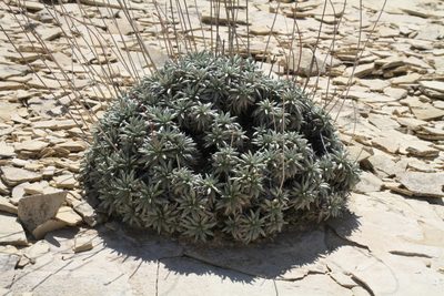 Eriogonum havardii, photographed by Reid Hardin