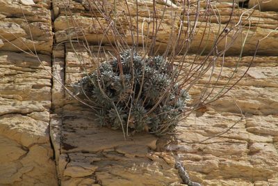 Eriogonum havardii, photographed by Reid Hardin