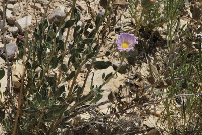 Xylorhiza wrightii, photographed by Reid Hardin