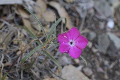 Phlox nana, photographed by Reid Hardin