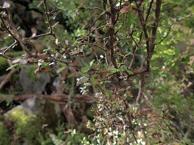 Pittosporum divaricatum, photographed by Duncan Cunningham