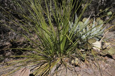 Nolina erumpens, photographed by Reid Hardin