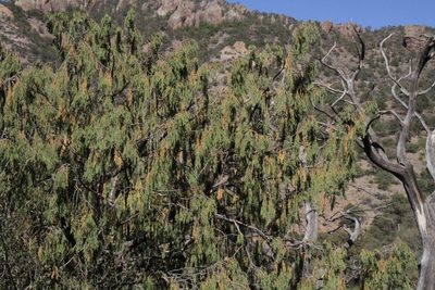 Juniperus flaccida, photographed by Reid Hardin