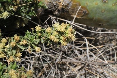 Baccharis pteronioides, photographed by Reid Hardin