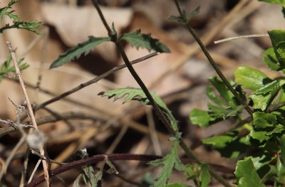 Verbena menthifolia, photographed by Millie Basden