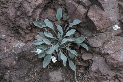 Physaria purpurea, photographed by Reid Hardin