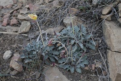 Oenothera brachycarpa, photographed by Reid Hardin