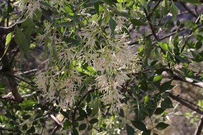 Fraxinus cuspidata, photographed by Reid Hardin