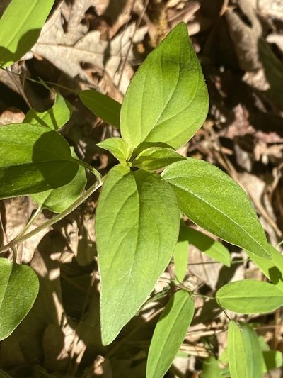 Lysimachia tonsa, photographed by Alan Weakley