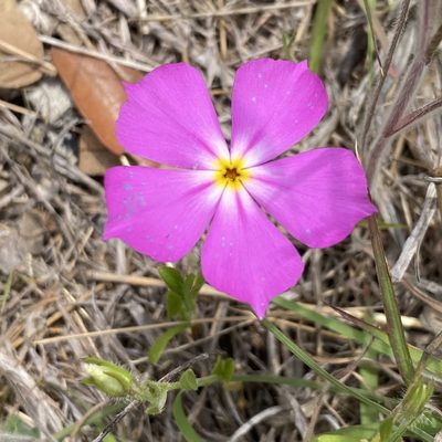 Phlox roemeriana, photographed by Sue Carnahan