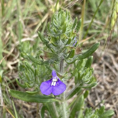 Salvia texana, photographed by Sue Carnahan