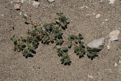 Euphorbia golondrina, photographed by Reid Hardin