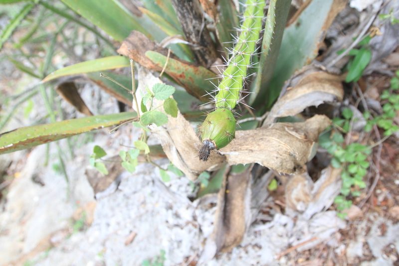 Leptocereus weingartianus, photographed by Brian Oakes Haiti Hunter
