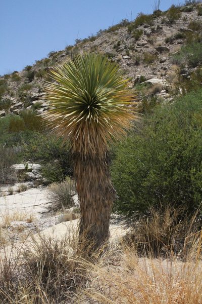 Yucca rostrata, photographed by Reid Hardin