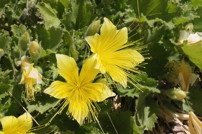 Eucnide bartonioides, photographed by Reid Hardin