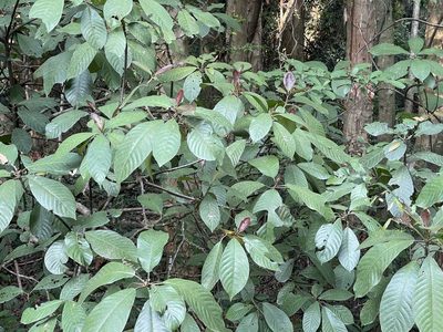 Saurauia tristyla, photographed by Yj