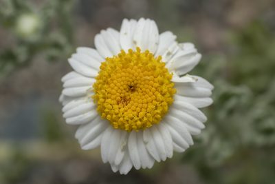 Anthemis tomentosa, photographed by Eleftherios Katsillis