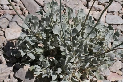 Eriogonum tenellum, photographed by Reid Hardin