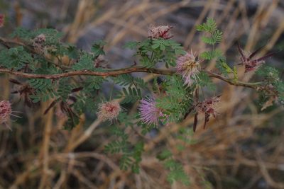 Mimosa texana, photographed by Reid Hardin