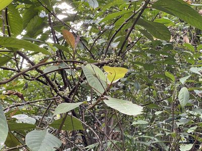 Saurauia tristyla, photographed by Yj