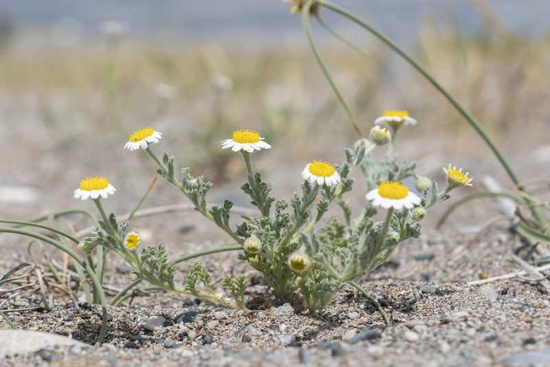 Anthemis tomentosa, photographed by Eleftherios Katsillis