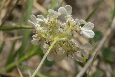 Tordylium aegaeum, photographed by Eleftherios Katsillis