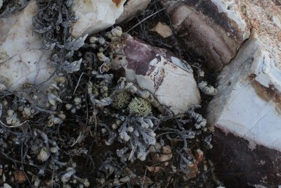 Pelecyphora minima, photographed by Reid Hardin