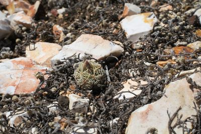 Pelecyphora minima, photographed by Reid Hardin