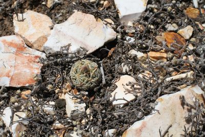 Pelecyphora minima, photographed by Reid Hardin
